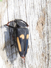 Calocomus desmarestii