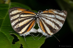 Arawacus aetolus