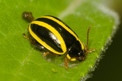 Alagoasa crassipleura