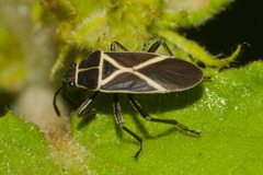 Craspeduchus xanthostaurus