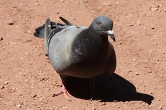 Columba livia domestica
