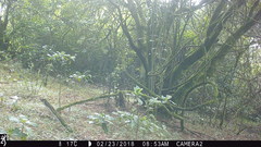 Cercopithecus mitis erythrarchus