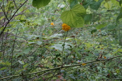 Kerria japonica