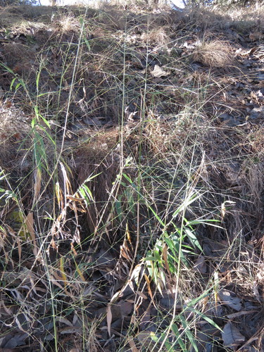 Lasiacis procerrima, 2022-02-10