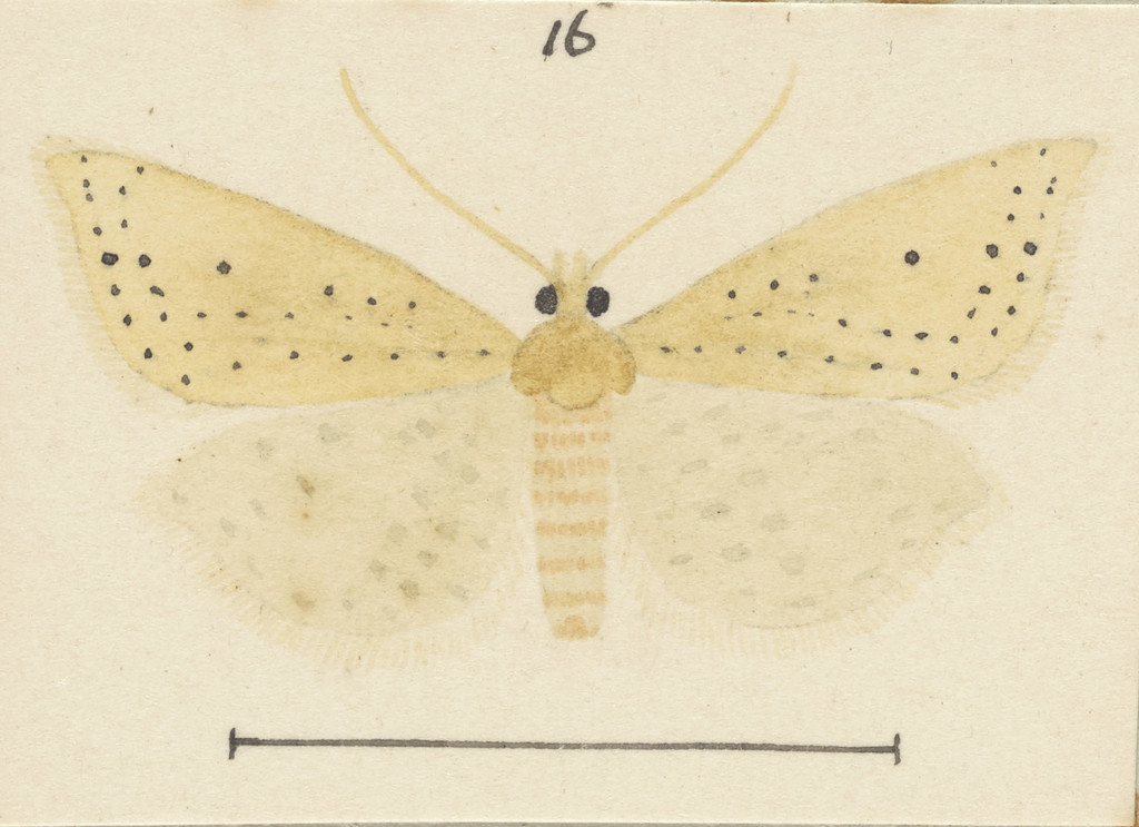 Epichorista elephantina