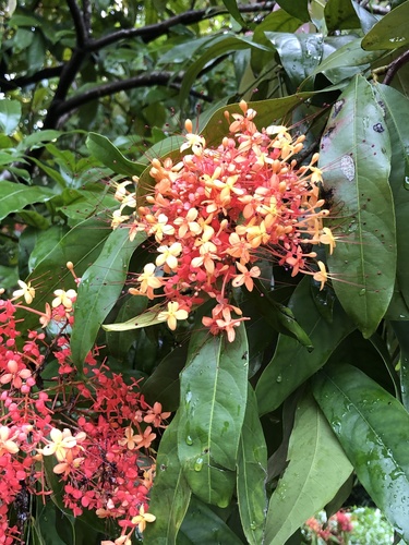 Saraca declinata observed 2022-02-12