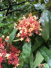 Saraca declinata