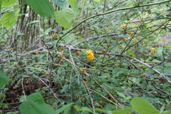 Kerria japonica