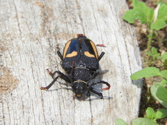 Calocomus desmarestii