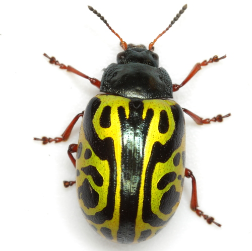 Globemallow Leaf Beetle