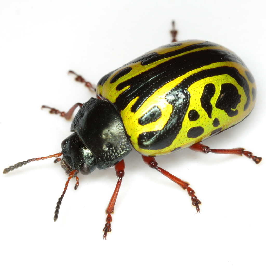 Globemallow Leaf Beetle