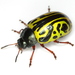 Escarabajo Calígrafo de la Malva - Photo (c) Mike Quinn, Austin, TX, algunos derechos reservados (CC BY-NC), uploaded by Mike Quinn, Austin, TX