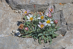 Erigeron cronquistii