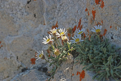 Erigeron cronquistii