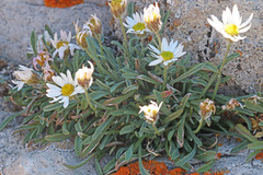 Erigeron cronquistii