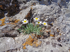 Erigeron cronquistii
