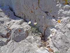 Erigeron cronquistii