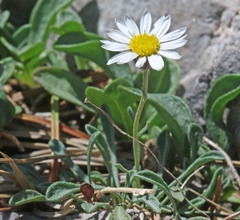 Erigeron cronquistii