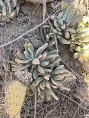 Dudleya virens