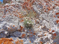 Erigeron cronquistii
