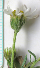 Erigeron cronquistii