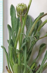 Erigeron cronquistii