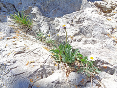 Erigeron leiomerus