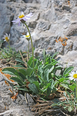 Erigeron leiomerus