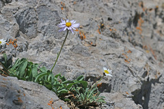 Erigeron leiomerus