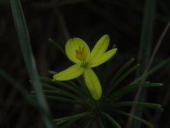 Tricoryne simplex