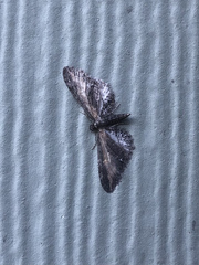 Eupithecia subapicata