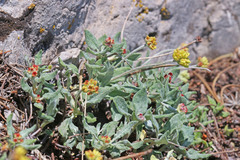 Eriogonum brevicaule laxifolium