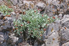 Eriogonum brevicaule laxifolium