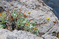 Eriogonum brevicaule laxifolium