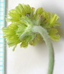 Eriogonum brevicaule laxifolium