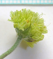 Eriogonum brevicaule laxifolium