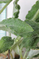 Eriogonum brevicaule laxifolium