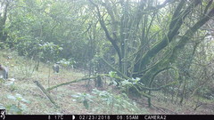 Cercopithecus mitis erythrarchus