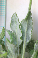 Eriogonum brevicaule laxifolium