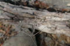 Taenidia montana
