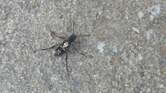 Neoclytus ypsilon