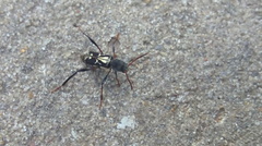 Neoclytus ypsilon