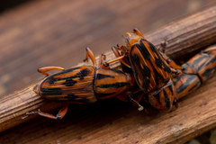 Metamasius hemipterus