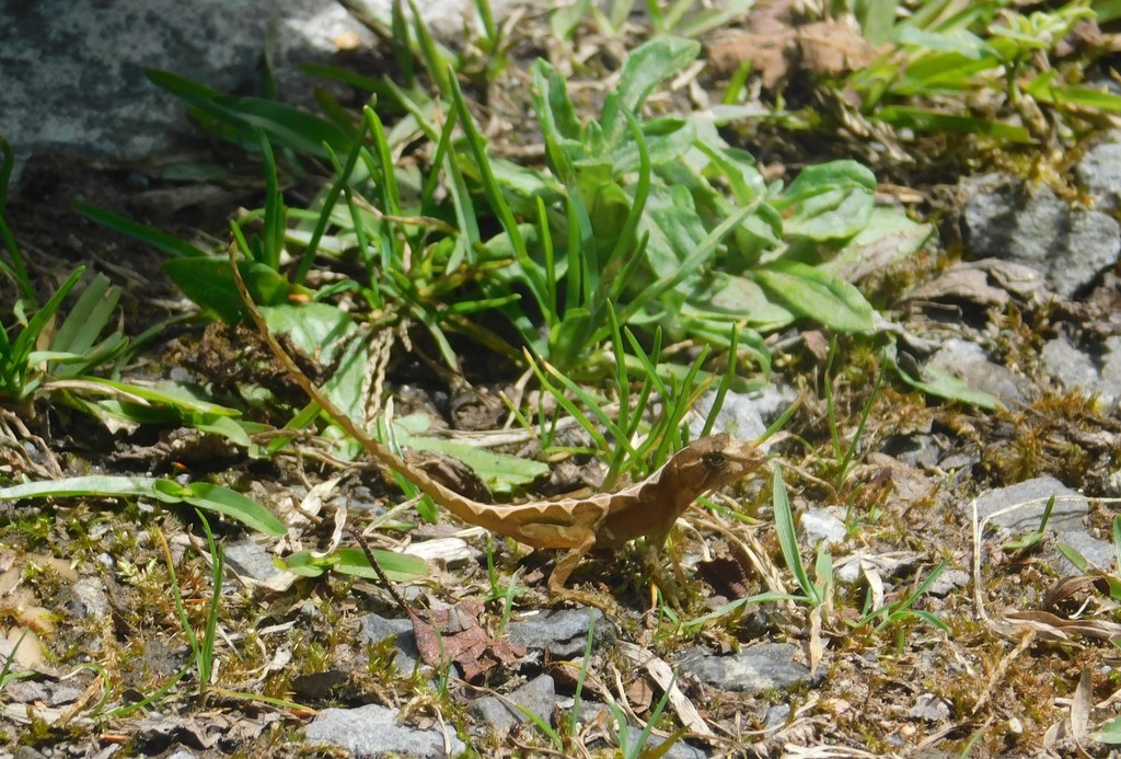 Benedikt's Cloud Forest Anole