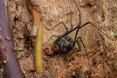 Syncranaus cribrum