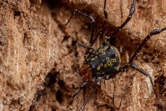 Syncranaus cribrum