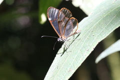 Pteronymia simplex