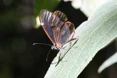 Pteronymia simplex