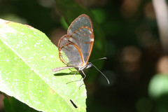 Pteronymia simplex