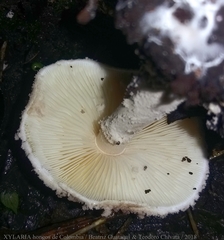 Cystolepiota pulverulenta